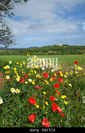 Red poppies, oxeye daisies and other wildflowers in a meadow in Menorca in spring Stock Photo