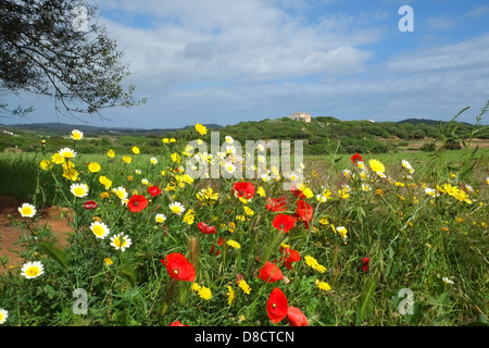 Poppies and flowers in a meadow in Menorca in spring Stock Photo