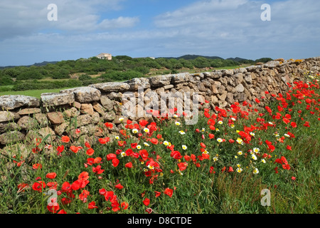 Poppies and flowers in a meadow beside a drystone wall n Menorca in spring Stock Photo