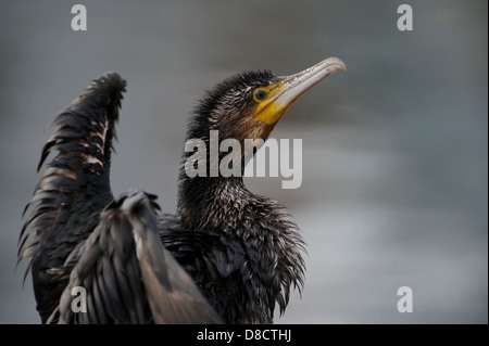 great cormorant, phalacrocorax carbo, rügen, mecklenburg-vorpommern, germany Stock Photo