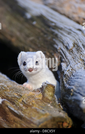 stoat in winter fur, mustela erminea, vechta, niedersachsen, germany Stock Photo