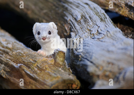 stoat in winter fur, mustela erminea, vechta, niedersachsen, germany Stock Photo