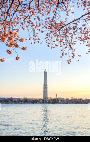 Sunrise at the Washington Monument during the Cherry Blossom Festival Stock Photo
