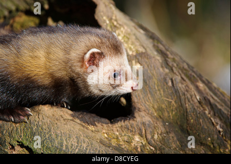 european polecat, mustela putorius, celle, niedersachsen, germany Stock Photo