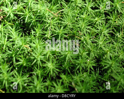 A close-up of moss green texture, showcasing the rich, velvety appearance of moss growing on a surface. The image highlights the intricate detail of the moss's fine fibers and vibrant color, evoking the natural environment of damp, shaded areas. Stock Photo