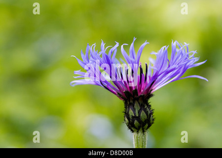 Centaurea montana. Perennial cornflower in the garden. Stock Photo