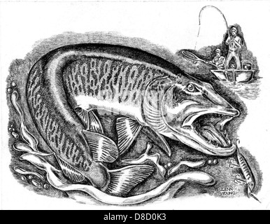 Muskie fish esox masquinongy and fisherman line art drawing on paper. Stock Photo