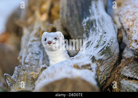 stoat in winter fur, mustela erminea, vechta, niedersachsen, germany Stock Photo