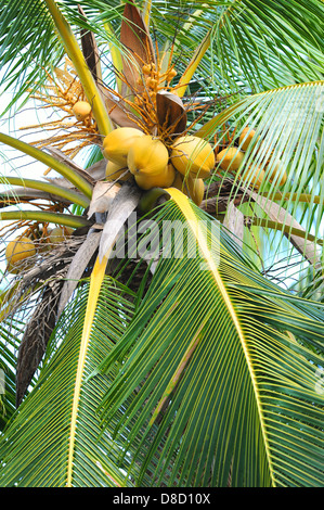 Coconut Fruit on palm tree Stock Photo