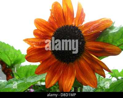 the beautiful flower of sunflower after rain Stock Photo