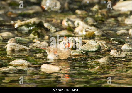 Female Northern cardinal bird bathing in a rocky puddle, Christoval, Texas, USA Stock Photo