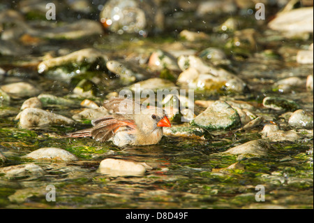 Female Northern cardinal bird bathing in a rocky puddle, Christoval, Texas, USA Stock Photo