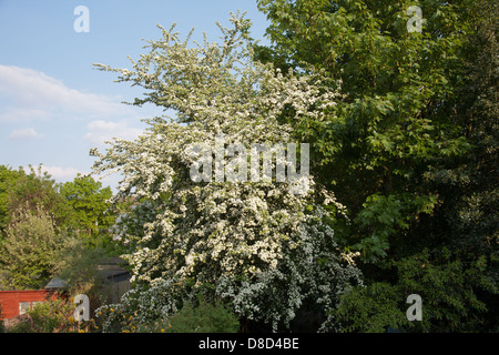 Hawthorn in full bloom in a garden London Stock Photo