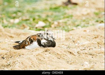 killdeer bird resting on sand, Bolivar Peninsula, Texas, USA Stock Photo