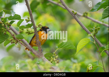 baltimore oriole male perched on a branch protecting the nest with chicks, Bolivar Peninsula, Texas, USA Stock Photo