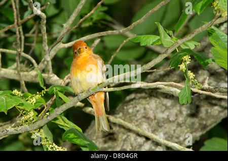 Female blue grosbeak perched on a branch, Christoval, Texas, USA Stock Photo