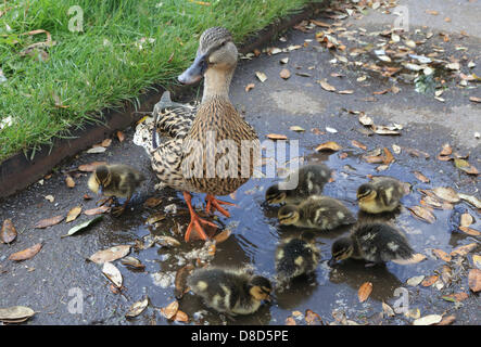 Kew Gardens, London, UK. 25th May 2013.  A mother and her 8 ducklings enjoy a splash in a puddle from yesterday's heavy rain at a sunnier Kew gardens today in London. Credit: Monica Wells/Alamy Live News Stock Photo