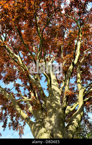 Copper Beech Tree (Fagus sylvatica) Stock Photo