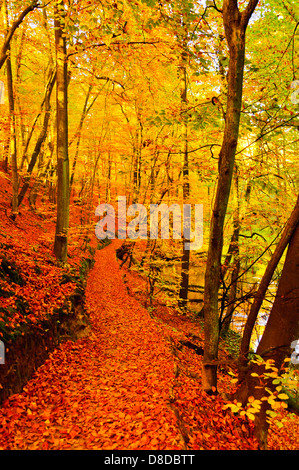 walking trail in beautiful colorful autumn forest, Schlaubetal, Brandenburg, Germany Stock Photo