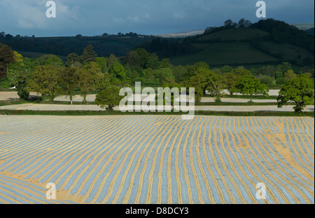 Plastic sheeting over maize crops in morning light , Devon, England Stock Photo