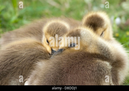 Canada Goose (Branta canadensis) goslings cuddling with their heads together in spring Stock Photo
