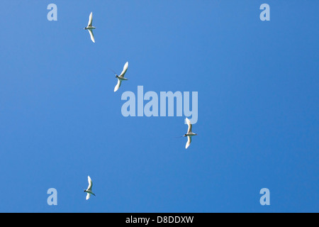 Red-tailed Tropicbirds performing aerial courtship display in clear blue sky, Hawaiian Islands  (Phaethon rubricauda rothschildi) Stock Photo