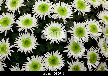 Chrysanthemums Display Inside The Floral Pavilion Chelsea Flower Show 2013 London UK Stock Photo