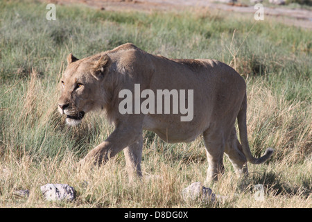 Female lion hunting in Etosha National Park, Namibia, south Africa Stock Photo