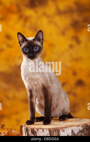 Classic Siamese Cat, seal-point |Siamkatze alter Typ, seal-point / Thaikatze, Siamesin Stock Photo