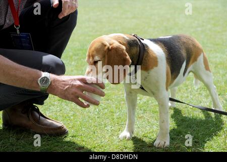 Horsham Sussex UK. 26 May 2013 - This hound enjoys a cooling drink as the weather hots up as Sussex Sharks take on Kent Spitfires in their YB40 match at Horsham today Photograph taken by Simon Dack/Alamy Live News Stock Photo