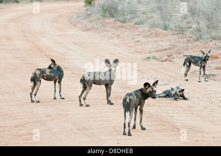 wild dogs on road in Tsavo West National Park, Kenya Stock Photo