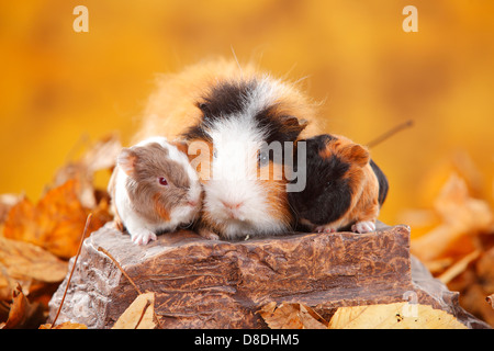 CH Teddy Guinea Pigs, female with youngs, tortie-white and slateblue-gold-white / Swiss Teddy Guinea Pig Stock Photo