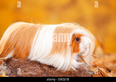 Peruvian Guinea Pig, red-white |Peruaner Meerschweinchen, rot-weiss Stock Photo