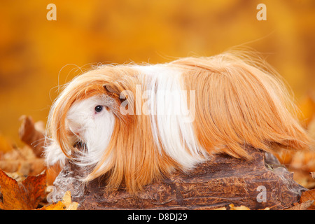 Peruvian Guinea Pig, red-white |Peruaner Meerschweinchen, rot-weiss Stock Photo