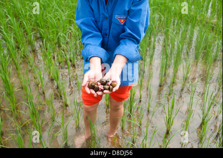 Sapa region, North Vietnam - Woman working in rice field showing seashells Stock Photo