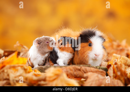 CH Teddy Guinea Pigs, female with youngs, tortie-white and slateblue-gold-white / Swiss Teddy Guinea Pig Stock Photo