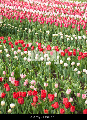 rows of red white and pink tulips at the dutch spring flower gardens de keukenhof Stock Photo