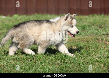 Siberian husky puppy moving on green grass Stock Photo