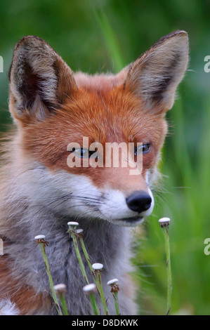 red fox, vulpes vulpes, lauvsnes, norway Stock Photo