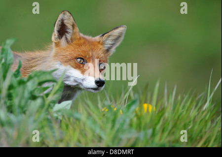 red fox, vulpes vulpes, lauvsnes, norway Stock Photo