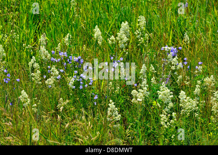 Harebells (Campanula rotundifolia) Northern Bedstraw (Galium boreale) Waterton Lakes National Park, Alberta, Canada Stock Photo