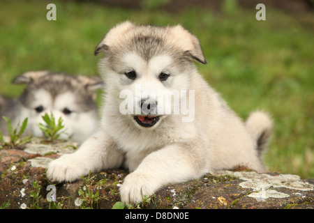 Alaskan Malamute puppy climbs while it looking at you Stock Photo