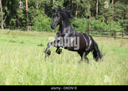 Beautiful black friesian stallion running in front of the forest Stock Photo