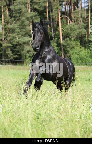 Friesian Horse in front of black background Stock Photo - Alamy