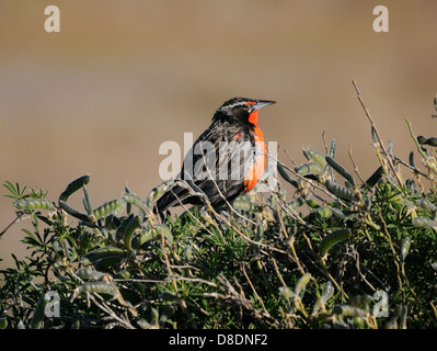 A Long tailed Meadowlark (Sturnella loyca) sits on the leguminous hedge bordering a field to the west of Punta Arenas,.  Punta A Stock Photo