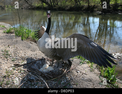 Canada goose defending nest sand bar Little Miami River Ohio Stock Photo