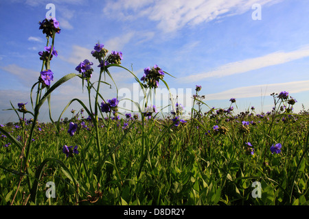 Ohio Spiderwort restored prairie Ohio flower Stock Photo