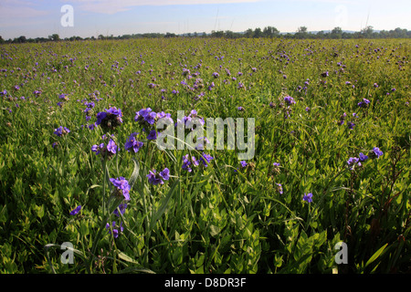 Ohio Spiderwort restored prairie Ohio flower Stock Photo