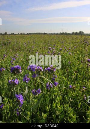 Ohio Spiderwort restored prairie Ohio flower Stock Photo