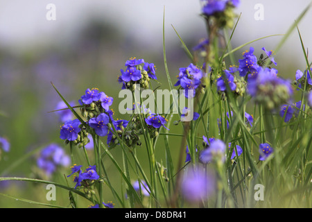 Ohio Spiderwort restored prairie Ohio flower Stock Photo